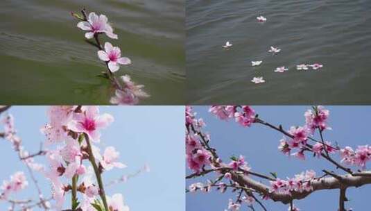唯美桃花桃林水面的花瓣高清在线视频素材下载
