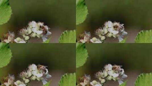 蜜蜂采花蜜特写高清在线视频素材下载