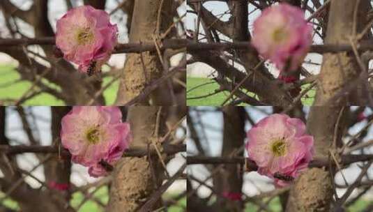 春天盛开的花朵特写高清在线视频素材下载