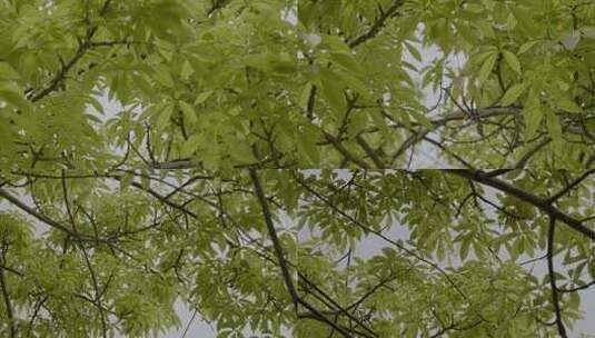 2023广州春天阳光树叶小区绿叶合集高清在线视频素材下载