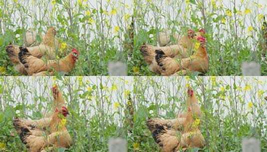农村散养鸡觅食实拍镜头高清在线视频素材下载