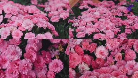 粉色康乃馨花红色康乃馨花朵高清在线视频素材下载