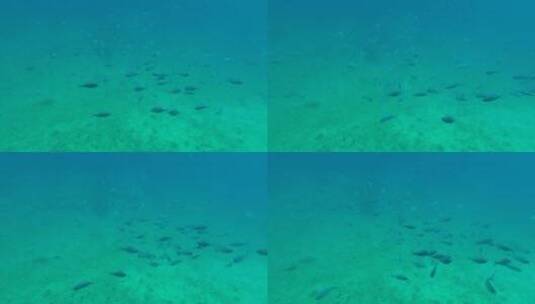 海里的小鱼高清在线视频素材下载