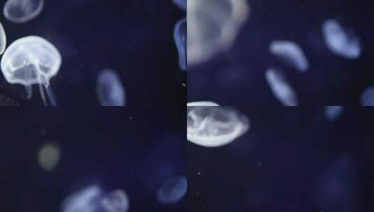 水母和海洋生物在水族馆高清在线视频素材下载