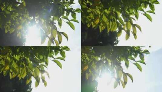 阳光从树叶缝隙穿过高清在线视频素材下载