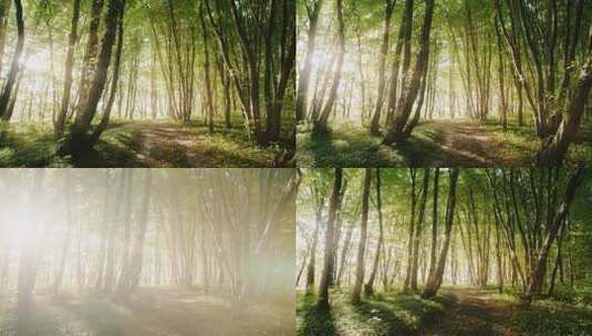 梦幻感森林丛林高清在线视频素材下载