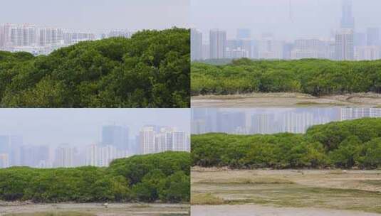 l1香港湿地公园树木景色高清在线视频素材下载