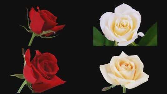 4k郁金香玫瑰月季花洋桔梗花素材合集alpha高清在线视频素材下载