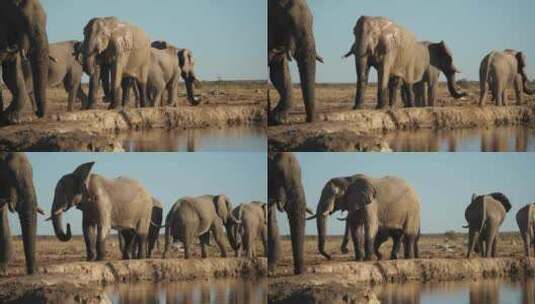 萨凡纳灌木丛大象喝水，在牛群行走时在河边摇头高清在线视频素材下载