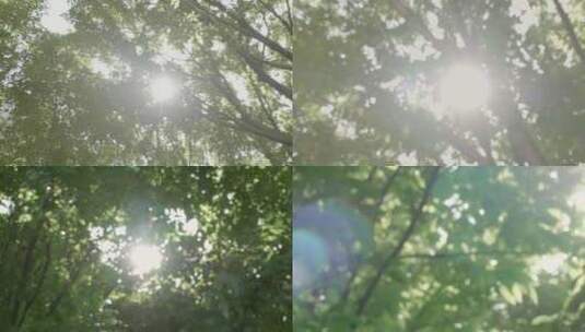 阳光穿过树林出现光斑 4k高清在线视频素材下载