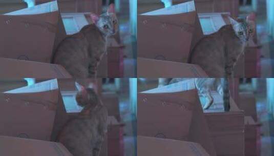 室内纸箱堆上发呆的一只母猫高清在线视频素材下载