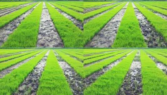 水稻培育秧苗粮食安全绿色稻田生态航拍高清在线视频素材下载