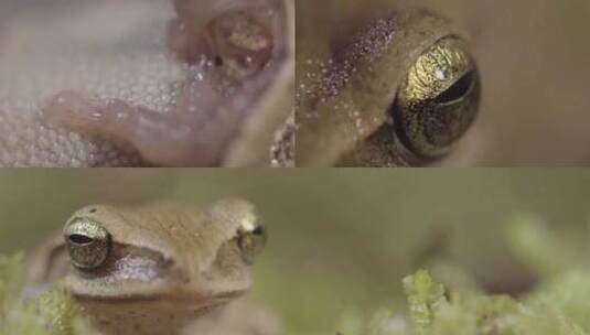云南 普洱森林中的小林蛙高清在线视频素材下载