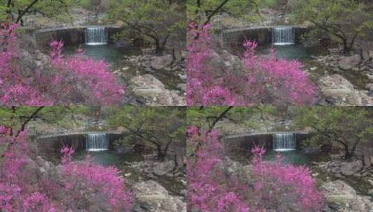 春雨滋润，泰山彩石溪桃花盛开高清在线视频素材下载