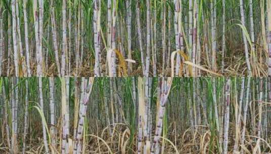 广西甘蔗种植蔗糖制糖原料乡村振兴农业田地高清在线视频素材下载