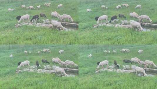 羊吃草草原高清在线视频素材下载