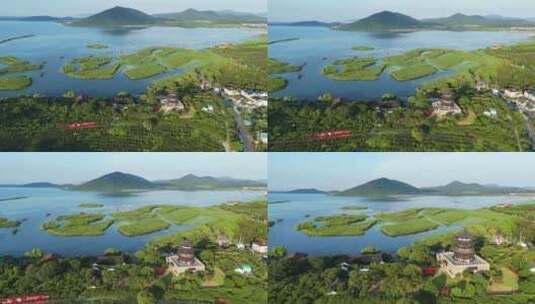 苏州太湖芦苇荡4K航拍高清在线视频素材下载