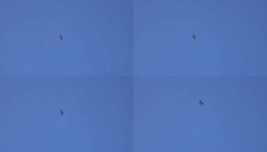 威海市环翠区猫头山天空中飞翔的游隼高清在线视频素材下载