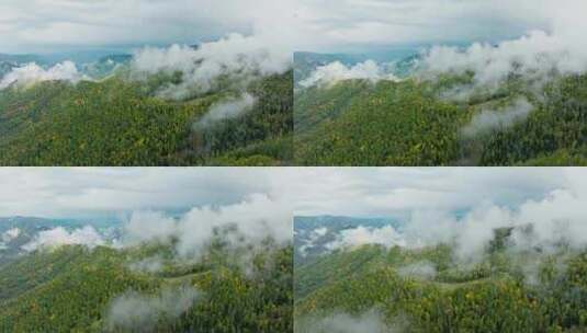 航拍晨雾中的原始森林高清在线视频素材下载