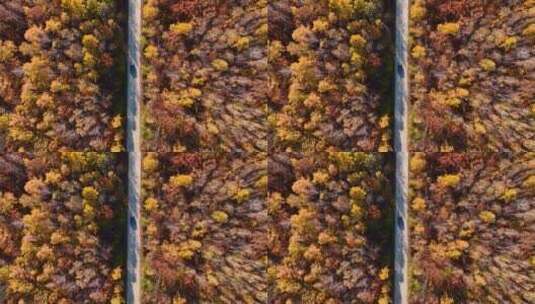 4K汽车在森林中行驶秋天自驾旅行高清在线视频素材下载