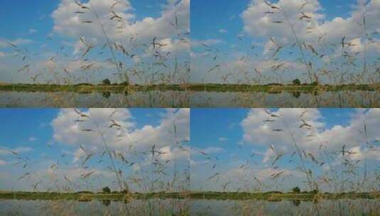 蓝天白云 湖边的植物 空镜头 4k高清在线视频素材下载