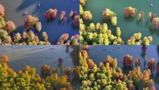 杭州临安青山湖水杉林秋季风光航拍合集高清在线视频素材下载