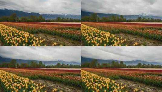 延时摄影郁金香种植园高清在线视频素材下载