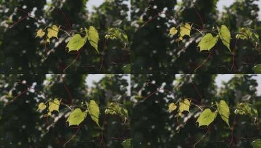 葡萄园 葡萄藤 树叶 叶子 阳光高清在线视频素材下载