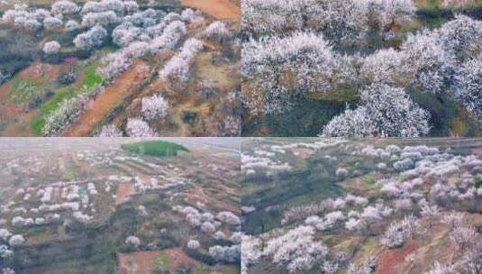 航拍枣庄新城南山漫山遍野的野杏花高清在线视频素材下载