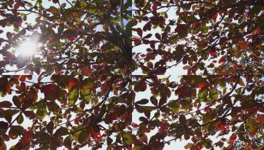 树叶阳光特写仰拍仰望阳光穿透穿过树叶照射高清在线视频素材下载