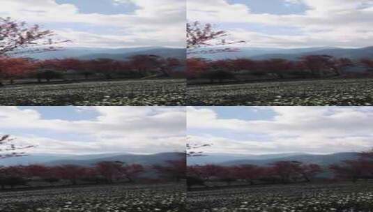 冬日大理无量山樱花谷茶园农业生态高清在线视频素材下载