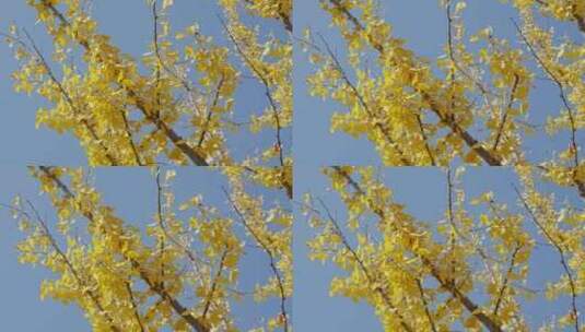 晴朗天气下秋天金黄的银杏叶高清在线视频素材下载