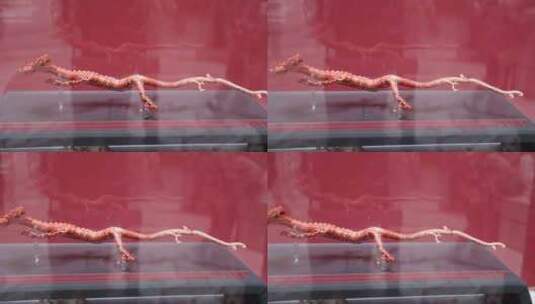 近代珊瑚龙，上海博物馆藏高清在线视频素材下载