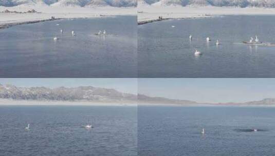 大气无人机航拍新疆赛里木湖天鹅高清在线视频素材下载