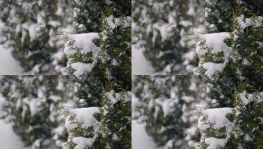 特写路边落满雪花的花坛高清在线视频素材下载