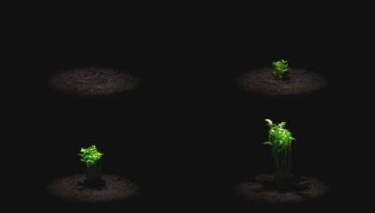 绿色植物快速生长延时摄影高清在线视频素材下载