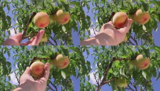 水蜜桃 蜜桃 桃子 新鲜水蜜桃高清在线视频素材下载