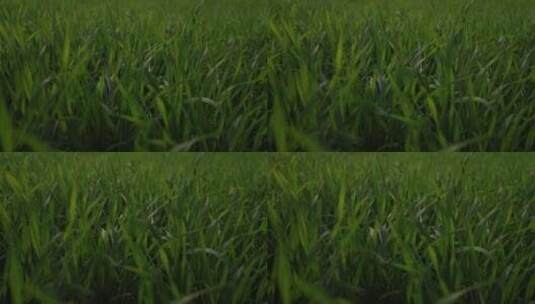 绿色的冬小麦高清在线视频素材下载