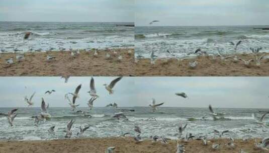 白海鸥沙循环修补空气海滩海滨波浪多云天气高清在线视频素材下载