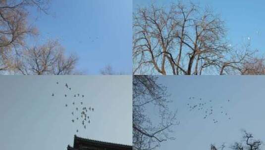 【4K合集】北京胡同鸽子飞翔高清在线视频素材下载