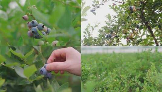 蓝莓采摘种植园高清在线视频素材下载