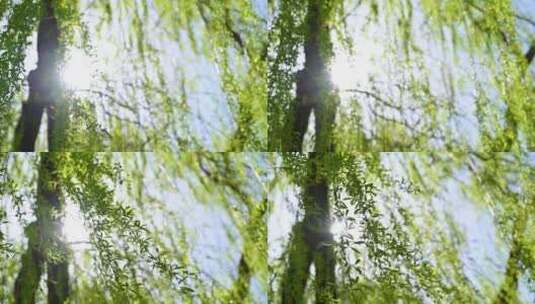 春天垂柳柳树生长绿色发芽仰视阳光逆光特写高清在线视频素材下载