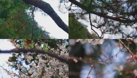 植物园公园梅花花朵开花春天风景视频素材高清在线视频素材下载