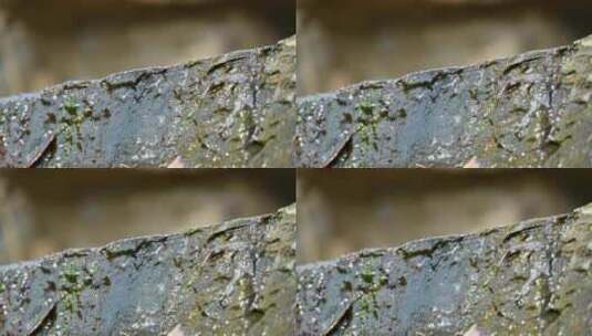 春天冰雪融化岩石苔藓流水泉水高清在线视频素材下载