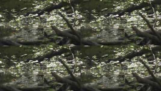 溪流中的水生植被晴天水中静态反射高清在线视频素材下载