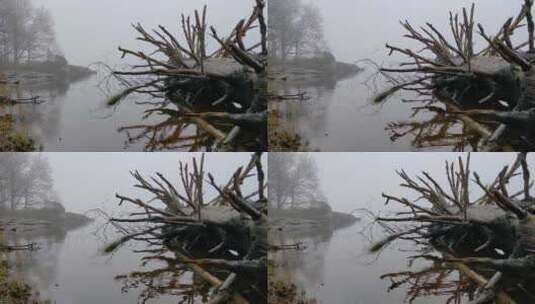 飘渺湖中倒下的树，带着一种神秘的感觉，雾高清在线视频素材下载