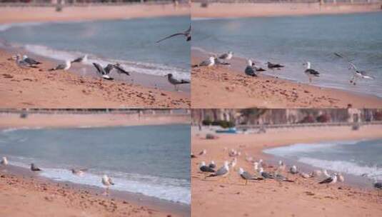 海滩沙滩上的海鸥高清在线视频素材下载