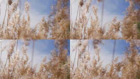 秋天的芦苇高清在线视频素材下载