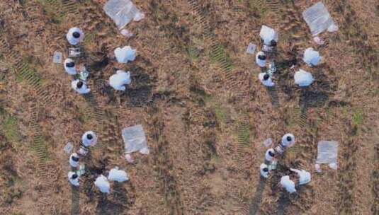 航拍天府粮仓农田农业耕地高清在线视频素材下载