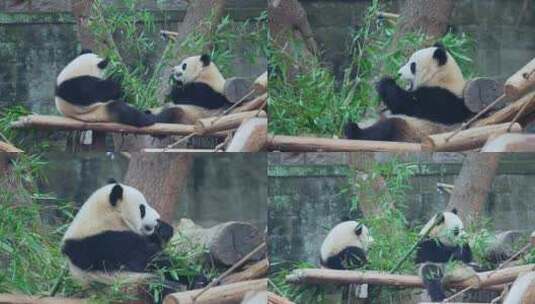 动物园大熊猫渝可渝爱吃竹子视频合集高清在线视频素材下载